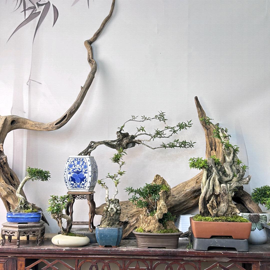 植趣艺景盆景园艺
