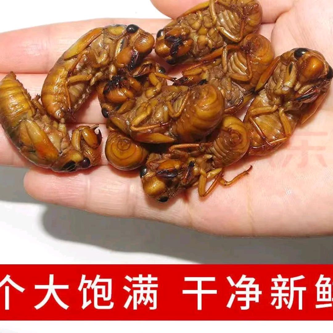 鄢陵县春夏金蝉养殖基地