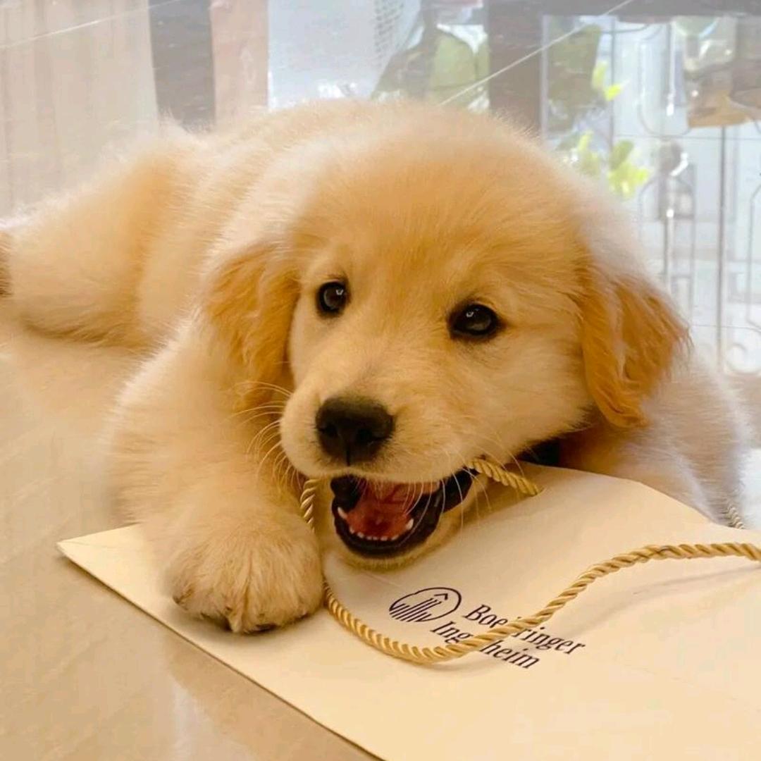 文博训犬学校（文文）
