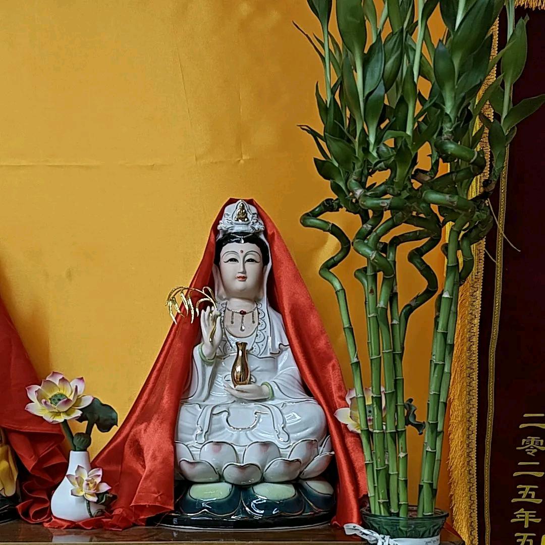 白鹅