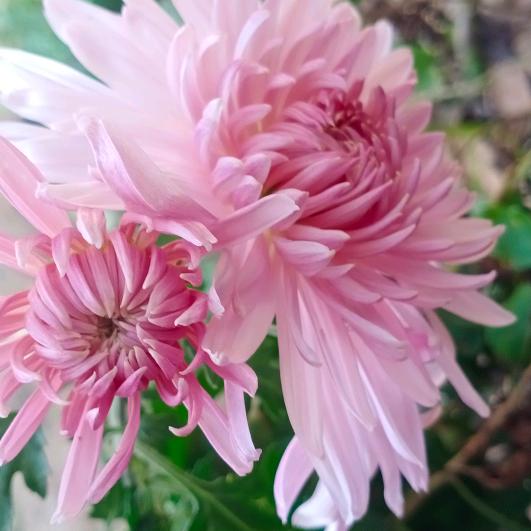 田田🌺🌺