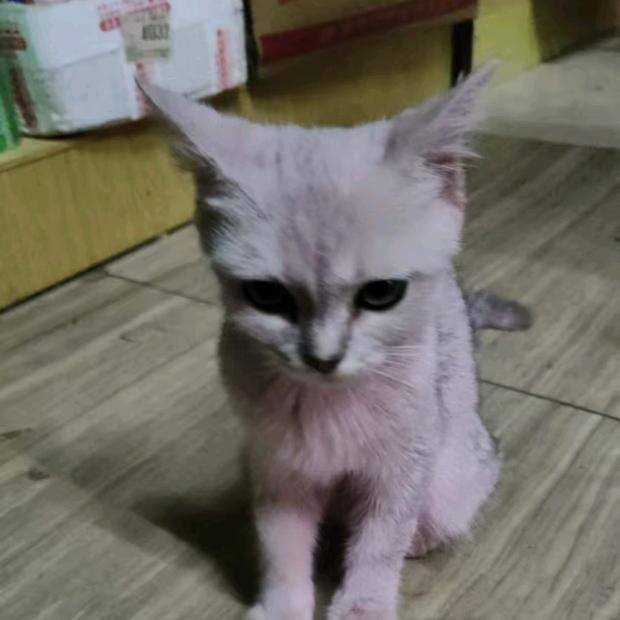 流浪猫小粉猫《甜宝》