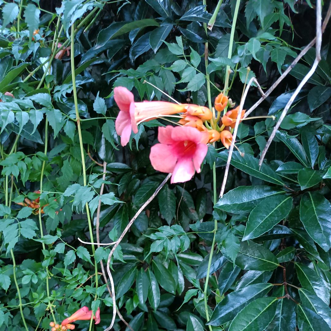 坐在牆下看紅杏