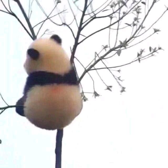 北极星