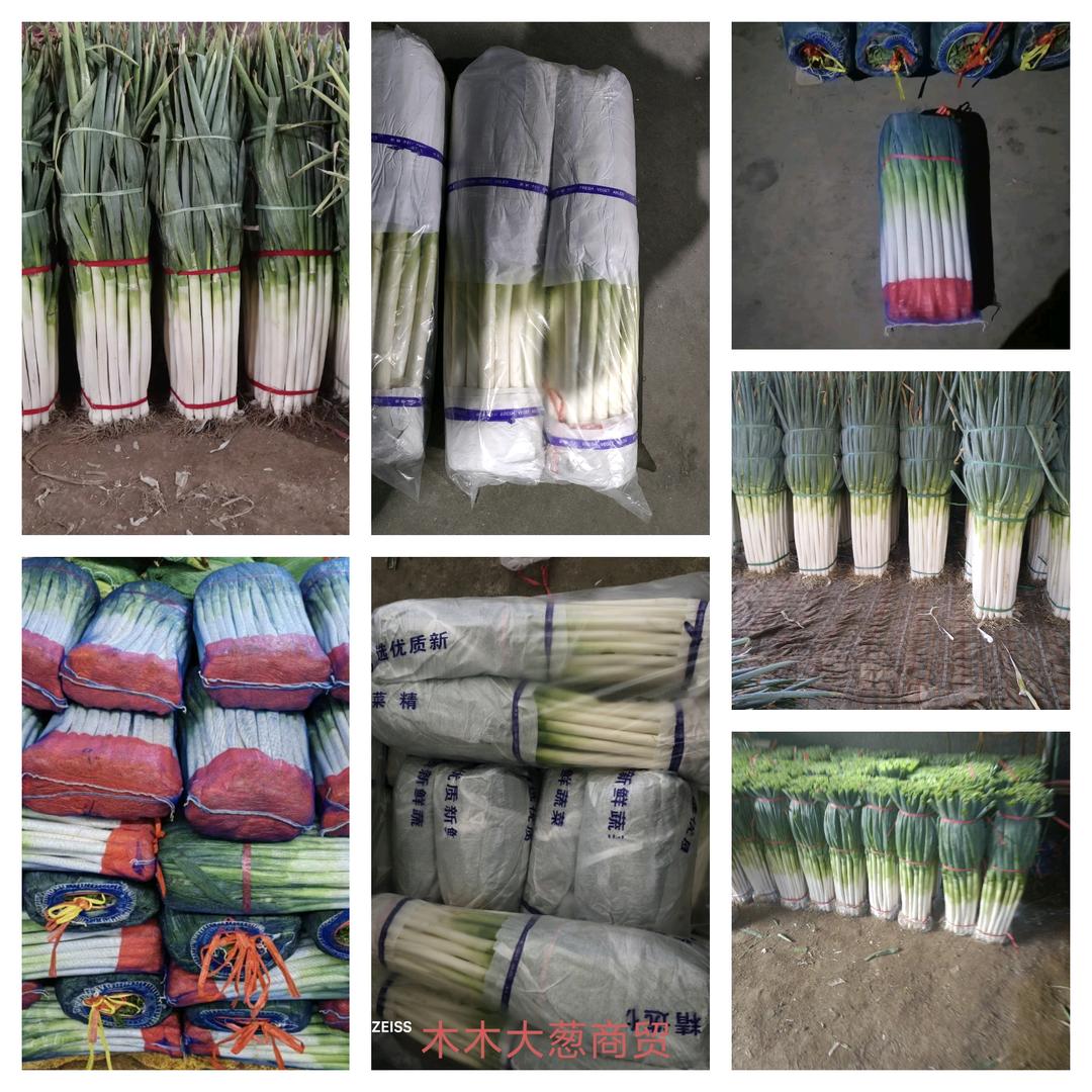 木  木@大葱商贸