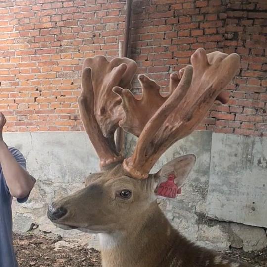 杨子 _鹿业