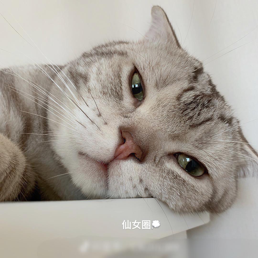 三支羊🐏🐏🐏
