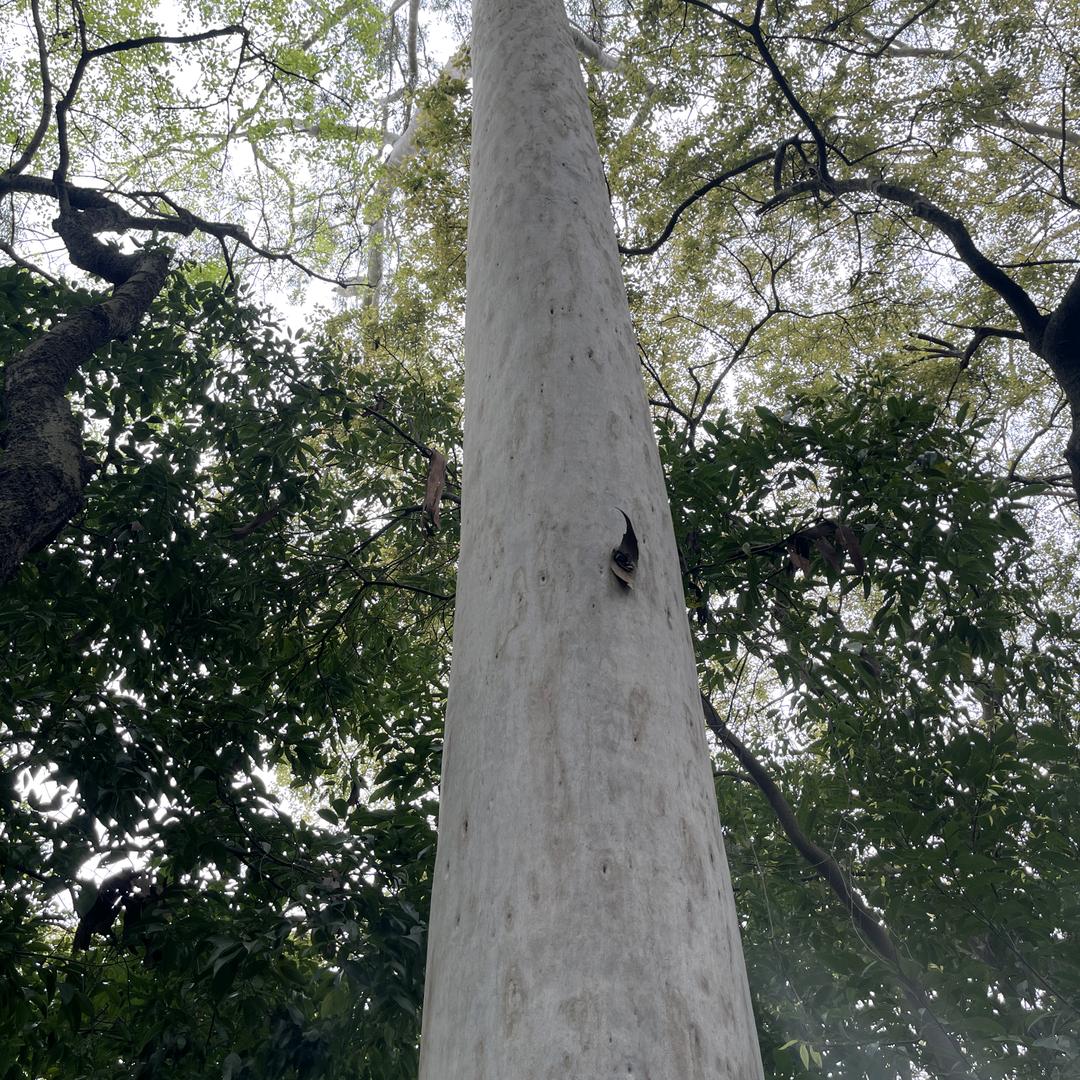 长期收家具规格料、床板条