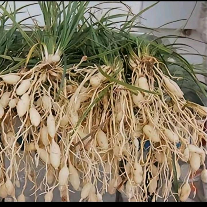 麦冬病害技术研究