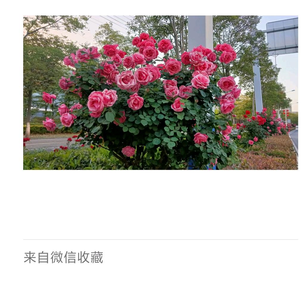邱成彬