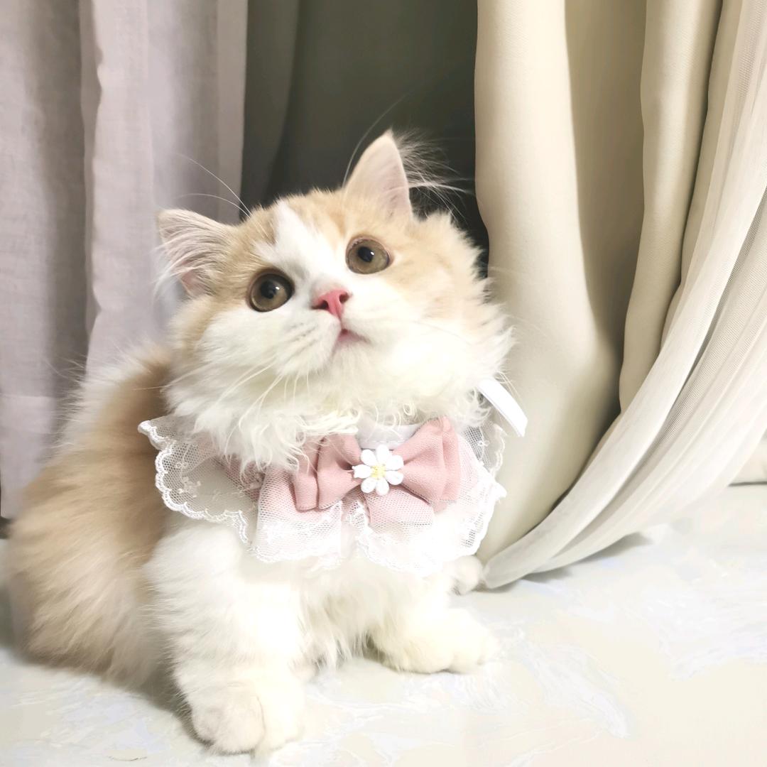 呼噜呼噜猫舍