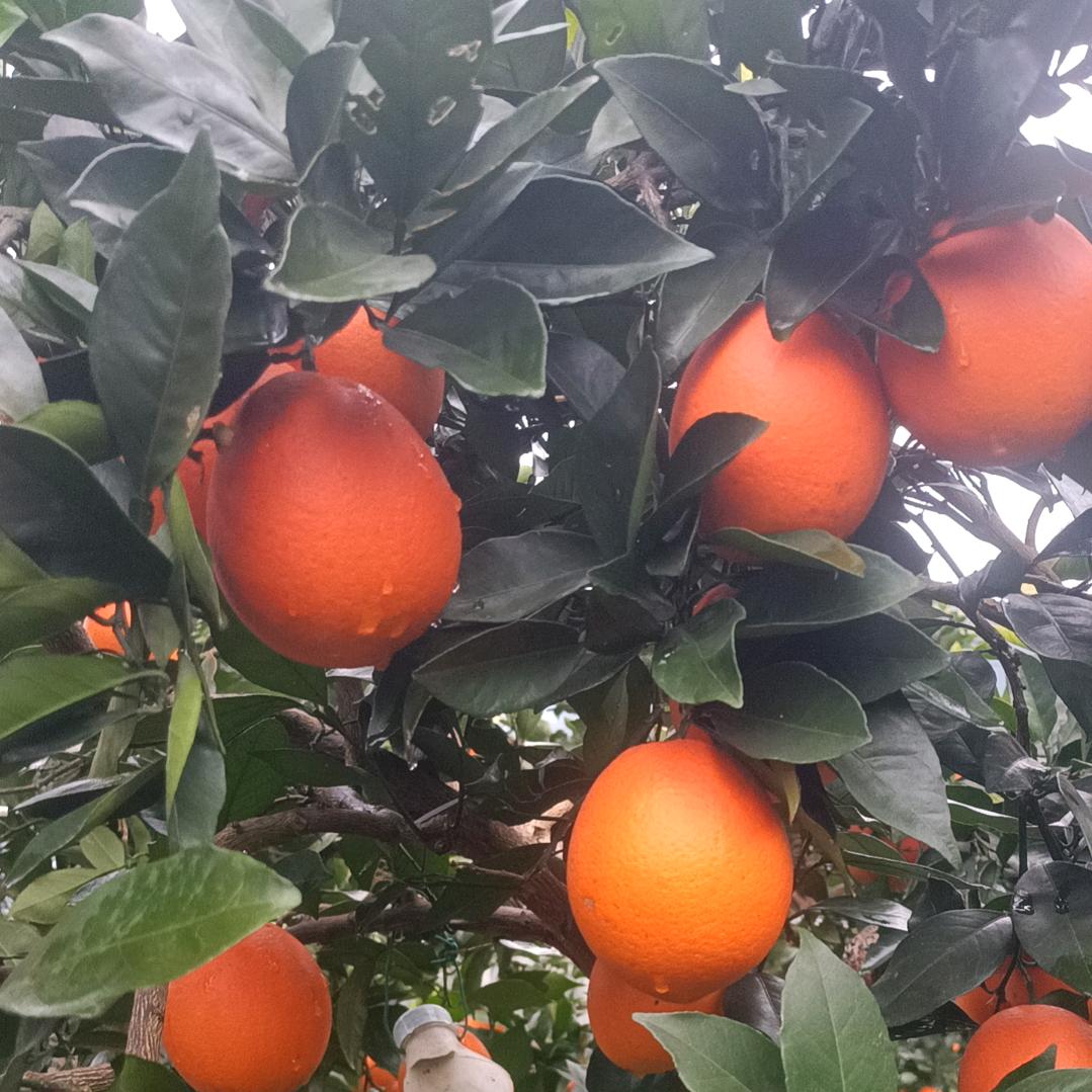湘西脐橙椪柑直销
