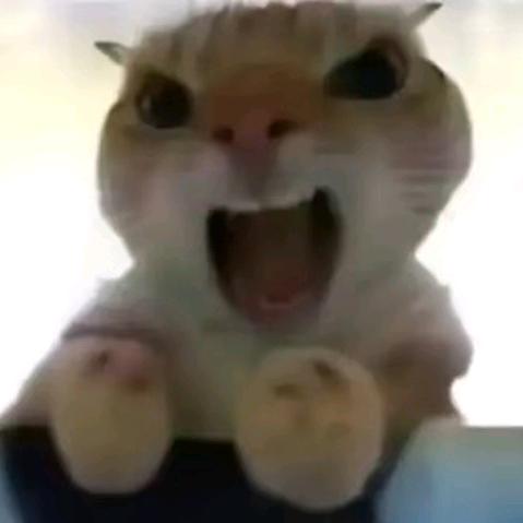 极品双面龟（JJ20青岛版）