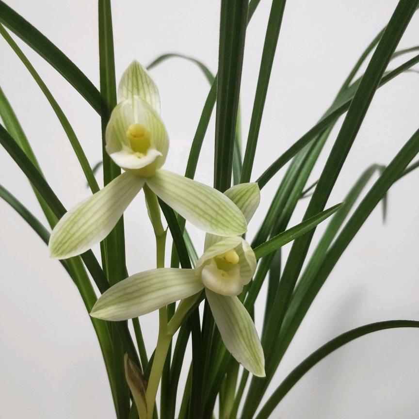 ♡̷̷̷⺌🌼转身、陌路🌸、♡̷̷̷