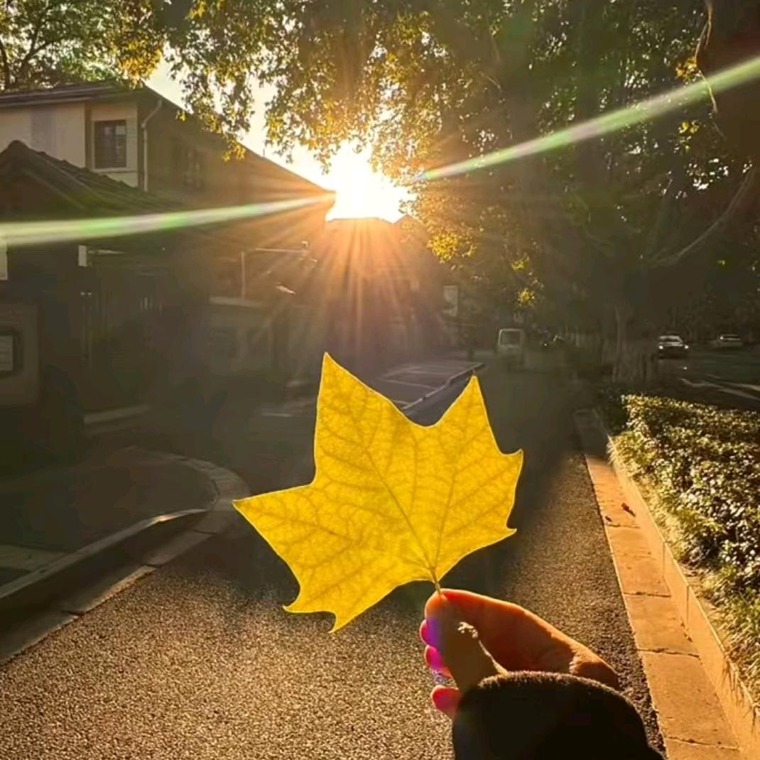 ✨好运降•林•✨