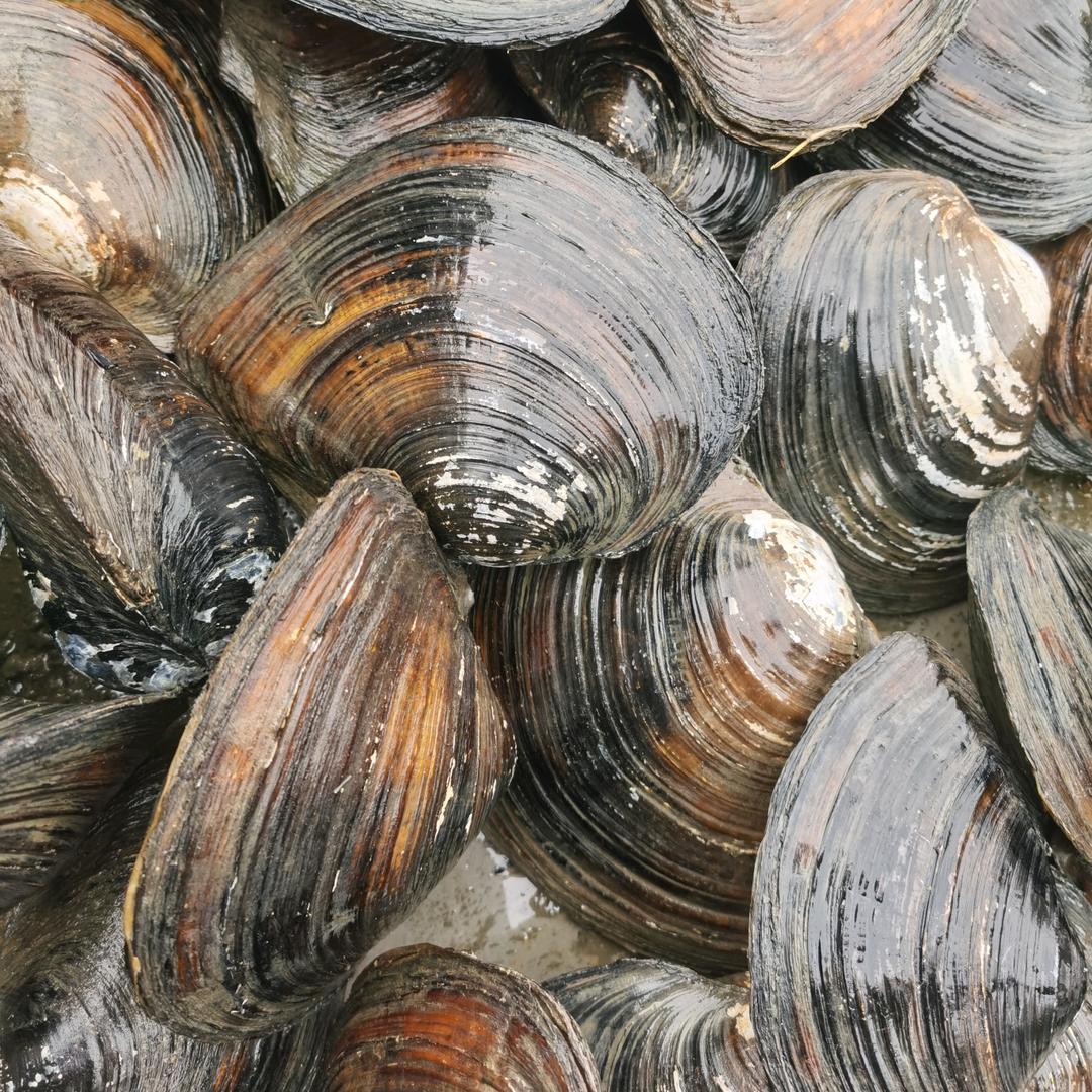 诚信水产，河蚌，螺蛳，龙虾，大闸蟹