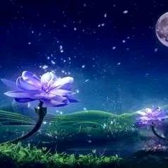 🌺如诗如兰413
