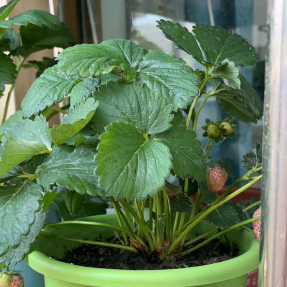 依依甄选草莓苗