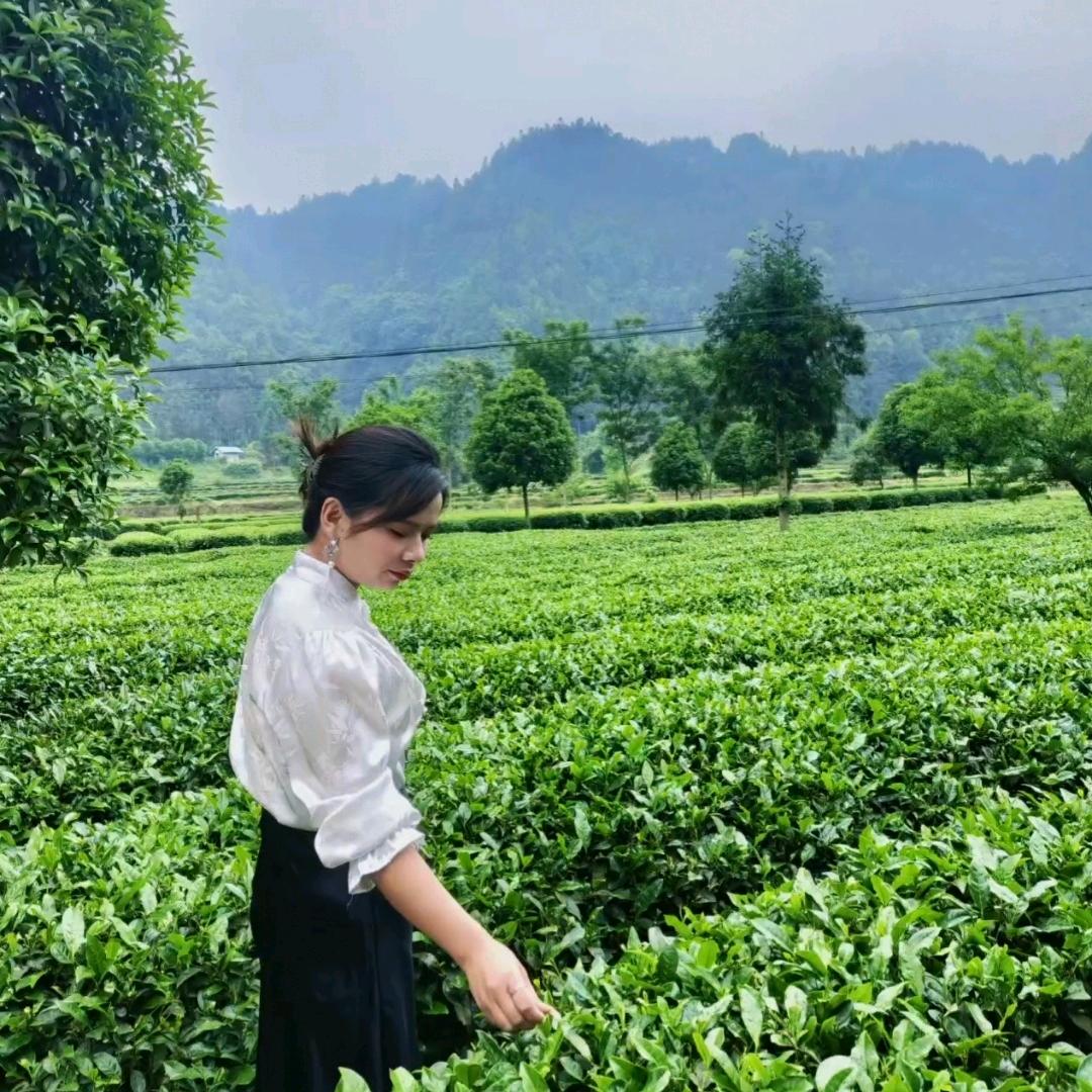 小师妹茶叶分享【潇潇】