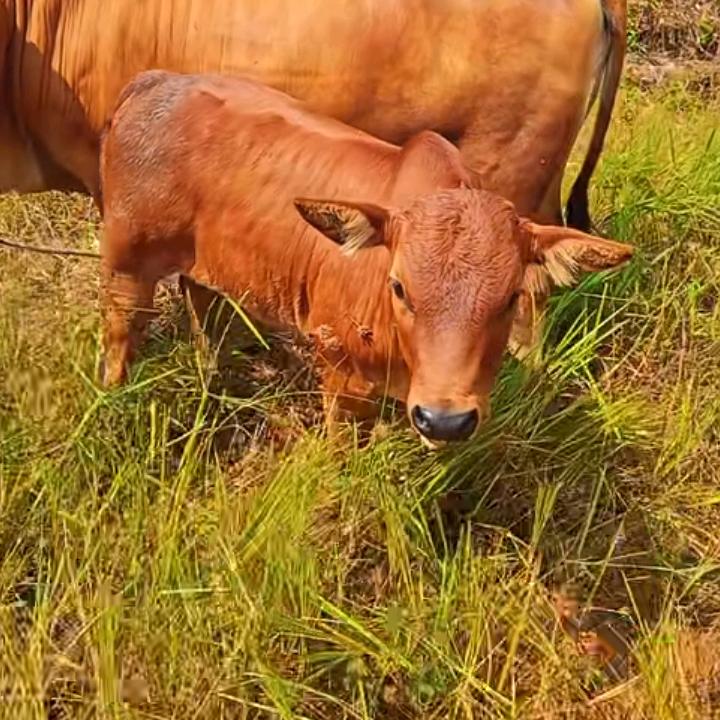 牛得哗