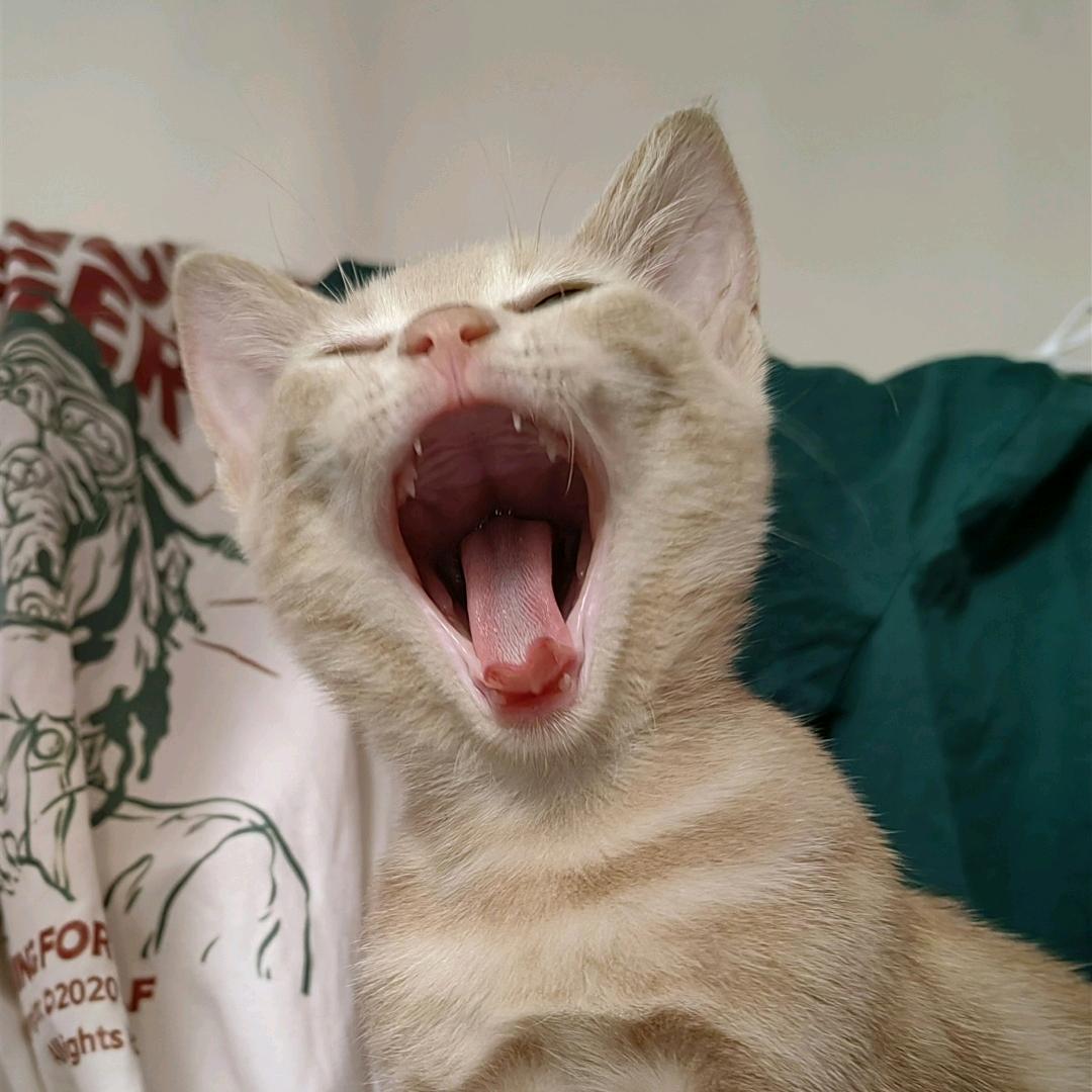 猫粮品鉴大师（抽象版）