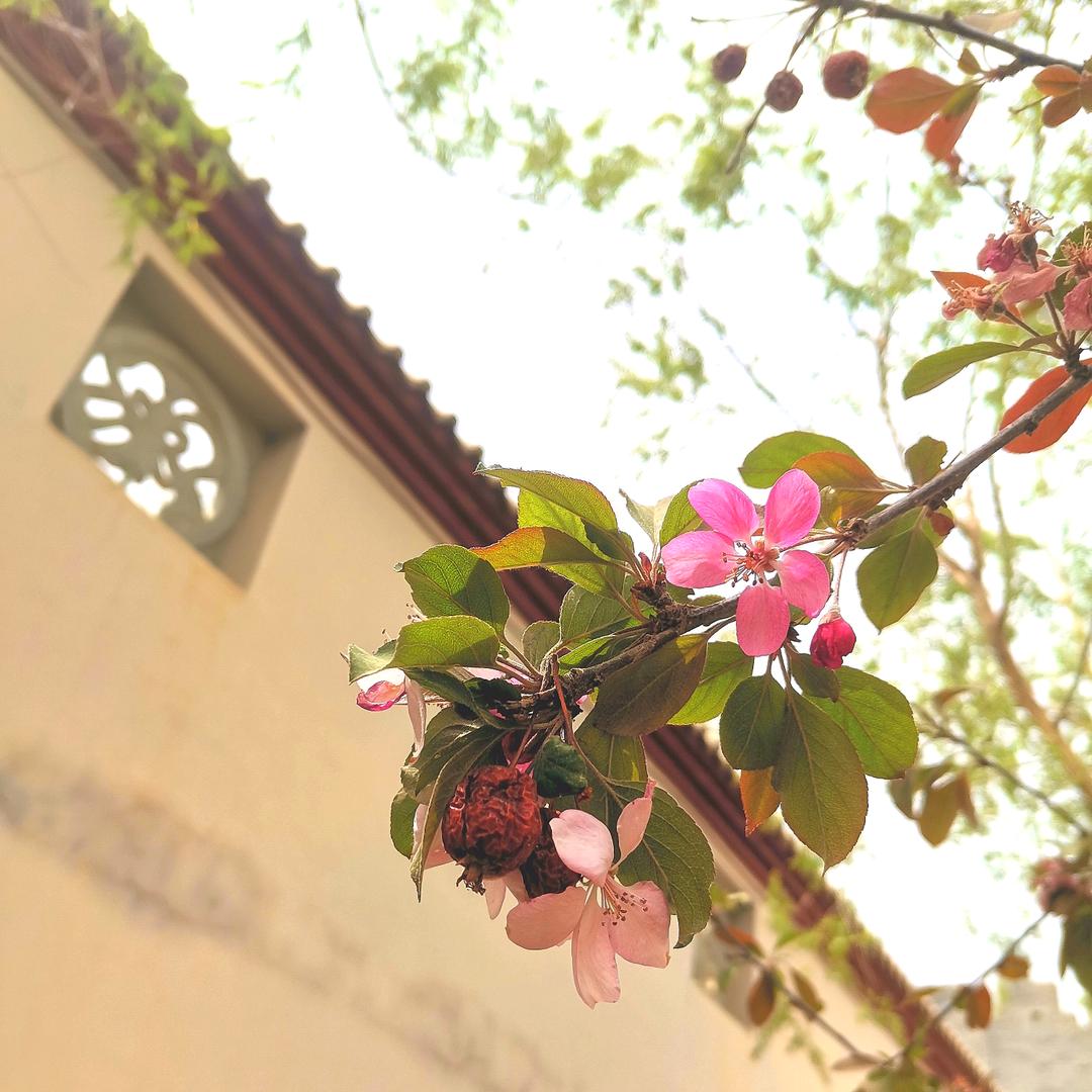 菡萏花开月正明