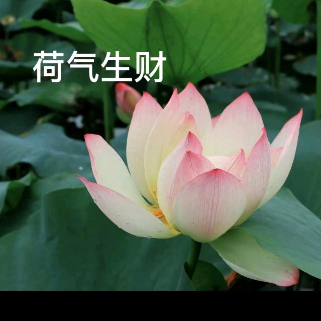 刘姐花开富贵