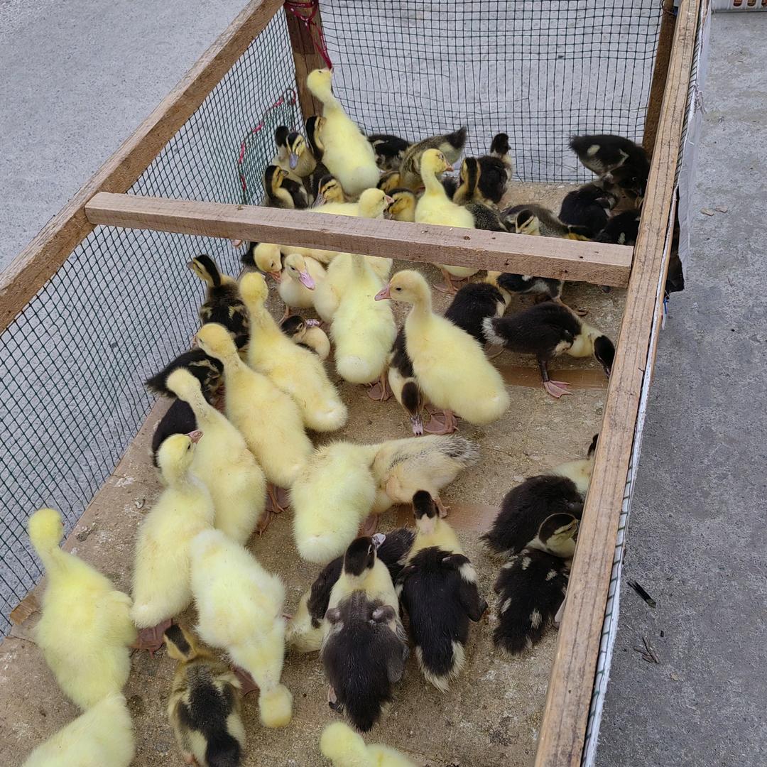 卖鸡鸭鹅的毛毛