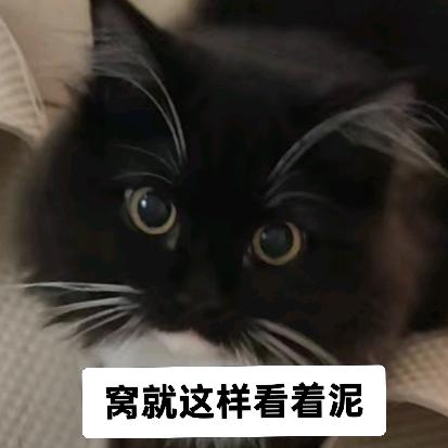 驰驰是我最好的朋友