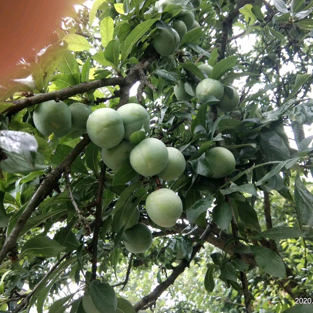 丹正农林果树苗木专营店