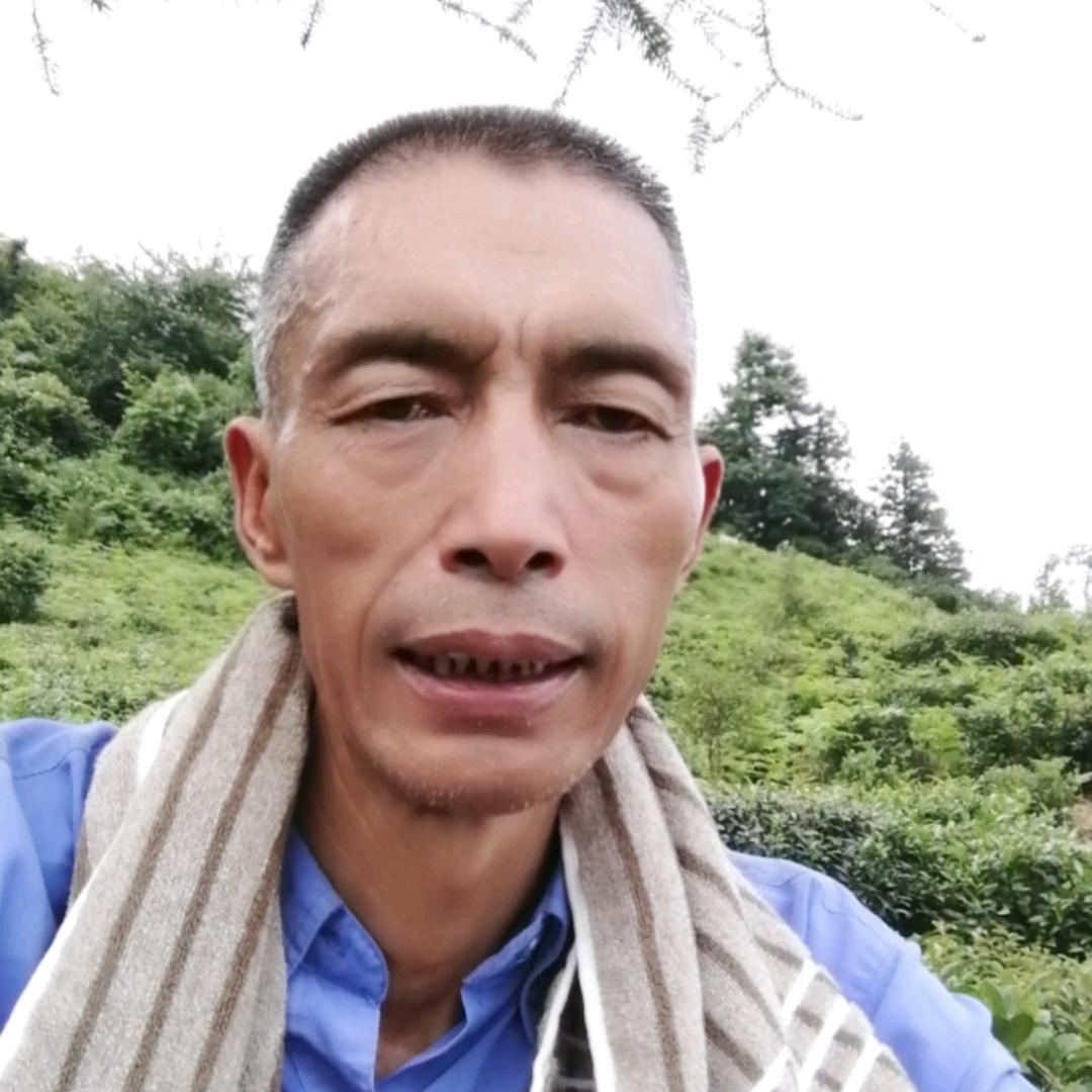 安化高甲溪黑茶