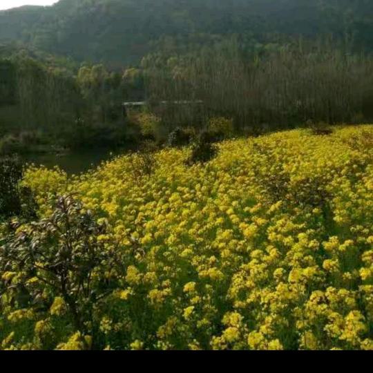 用户6892468689107绿色风