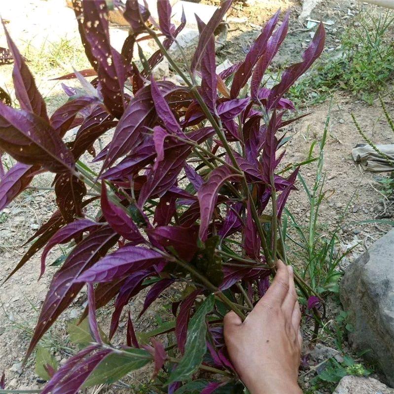 红韵膝香