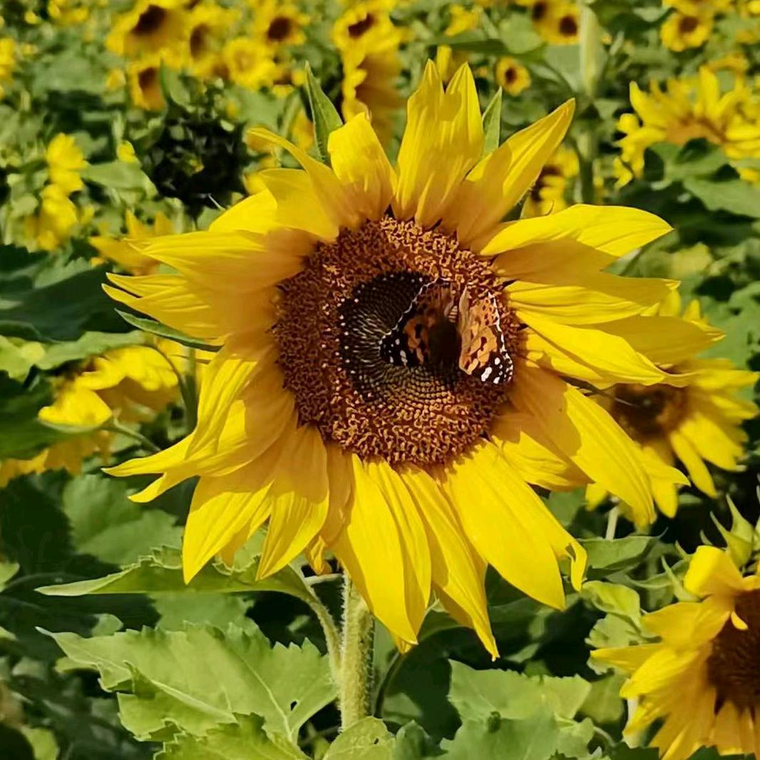 夜空中最亮的星星