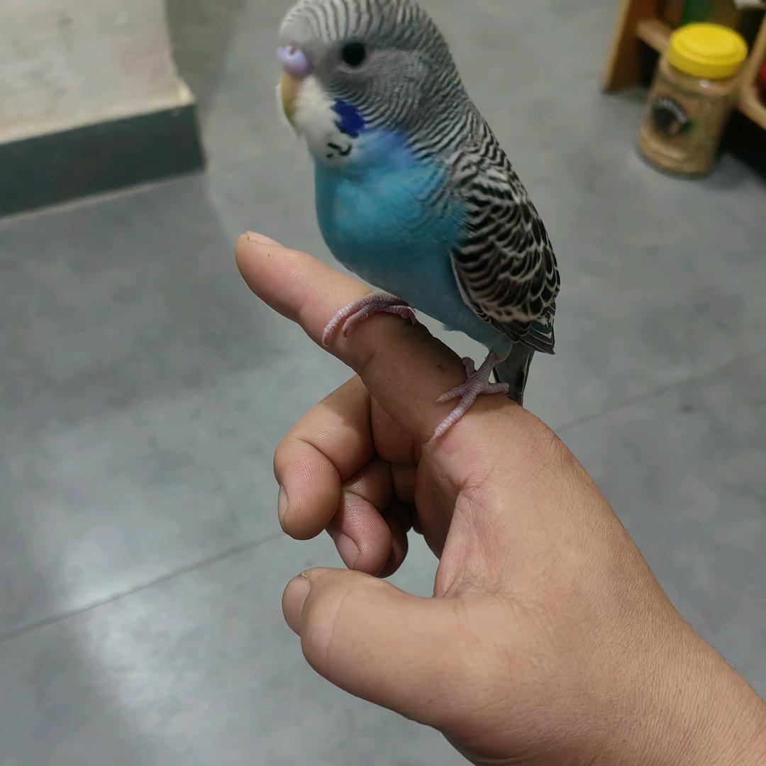 @龙族