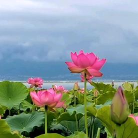 伽有雨荷