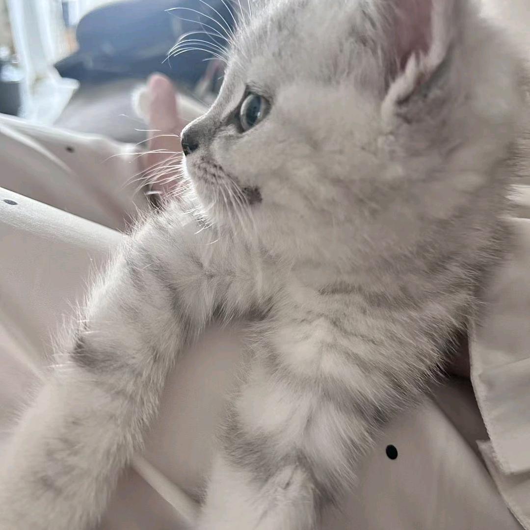 😽招财爱学习