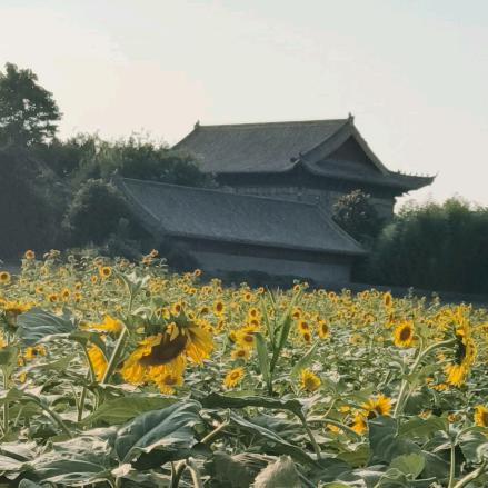 诣善堂药业