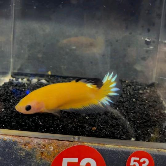 大牛威化