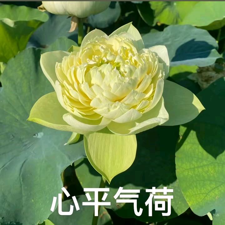 爱你一生💕