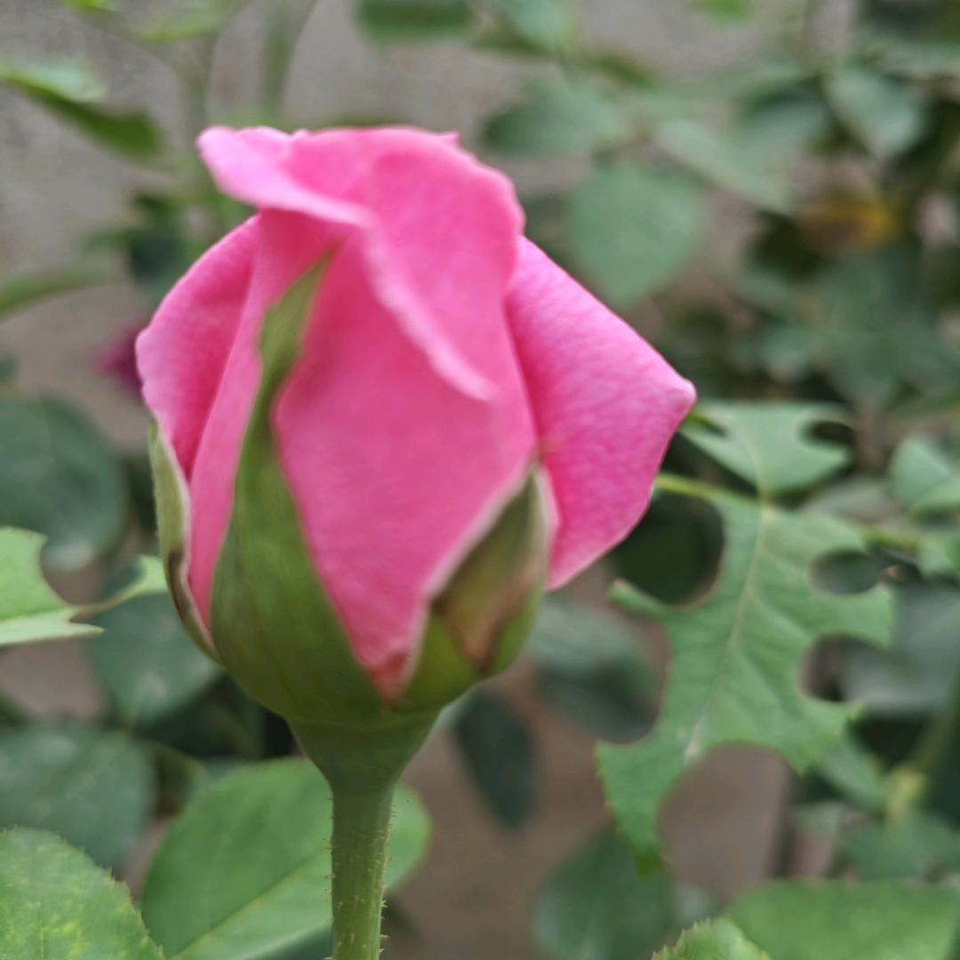 梦蕊奶奶