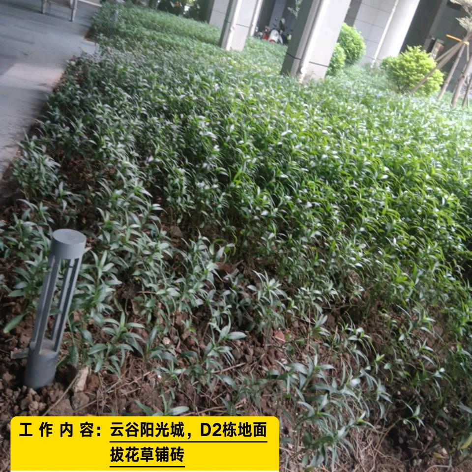 幸福梅