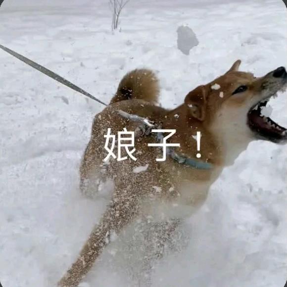 龙