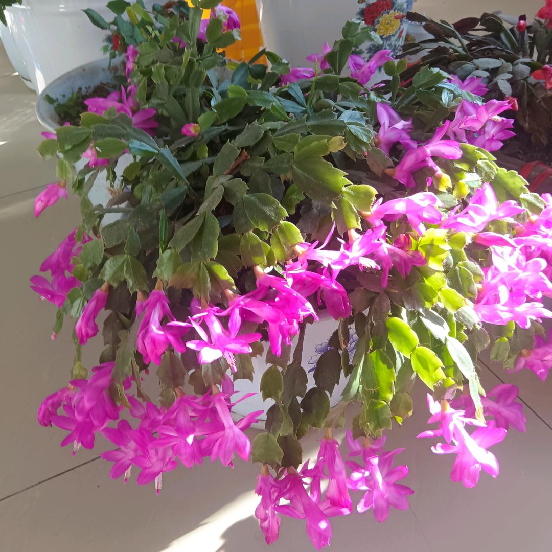 一路生花