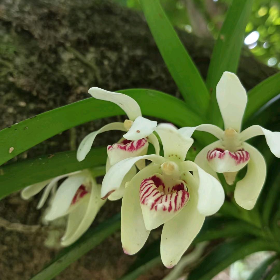 土特产