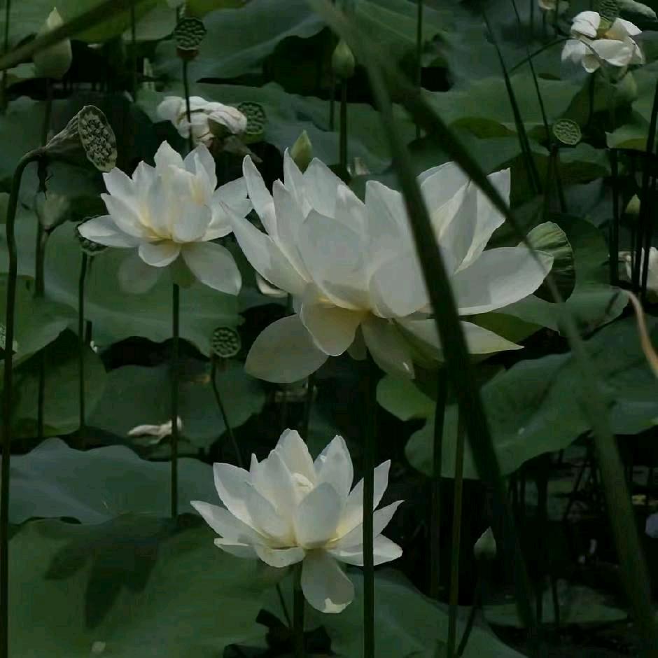 丰启