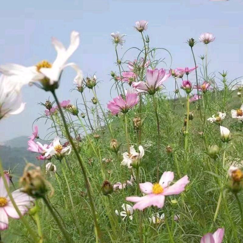 @向阳花开