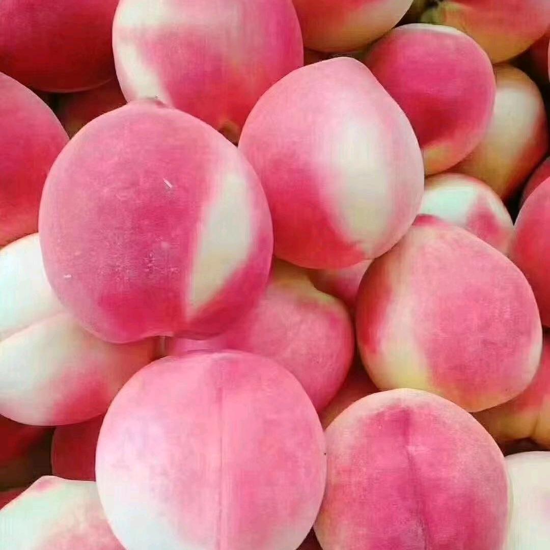 <啊🦅🦅🦅龙>