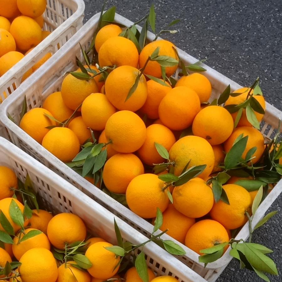 远方味道电子商务