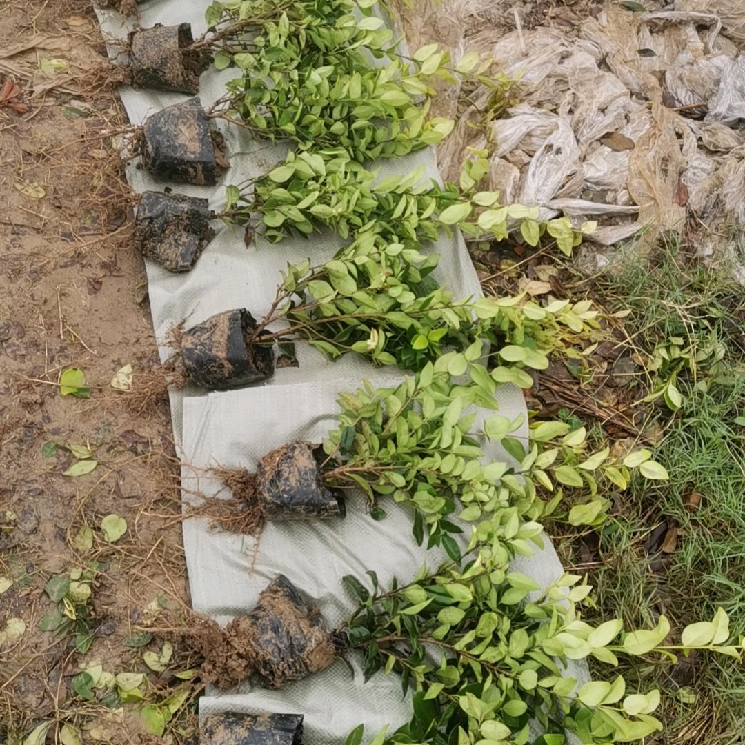 安徽滁州张俊草皮专业合作社